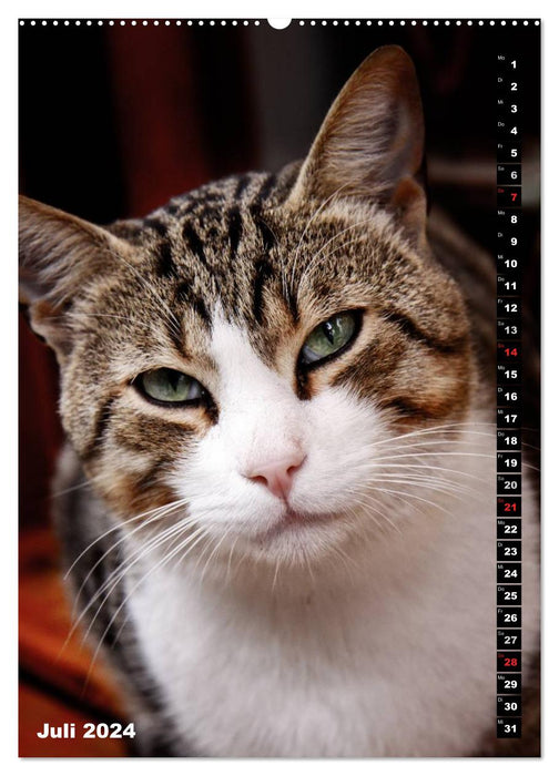 Istanbuls Katzen (CALVENDO Premium Wandkalender 2024)