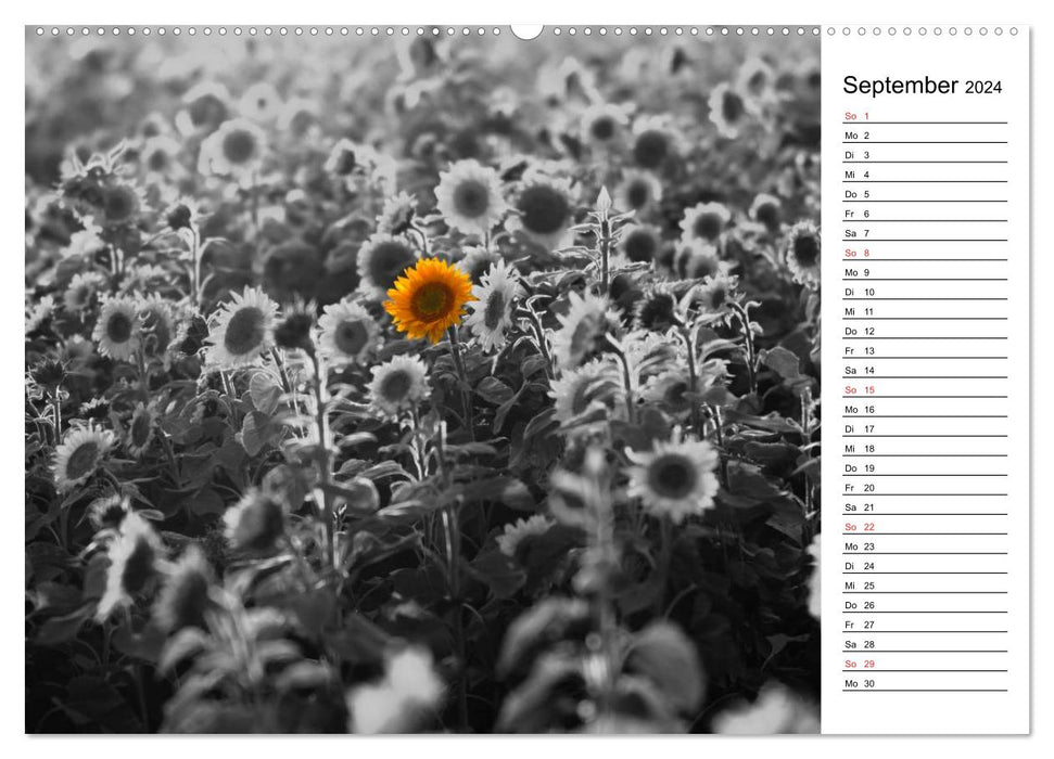 Black and white paintings appointment calendar by Tanja Riedel for Switzerland (CALVENDO wall calendar 2024) 
