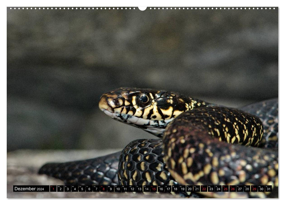 Serpents indigènes de près (Calvendo Premium Wall Calendar 2024) 