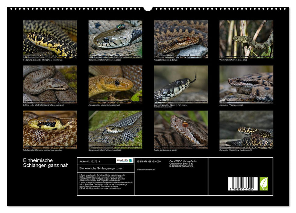 Serpents indigènes de près (Calvendo Premium Wall Calendar 2024) 