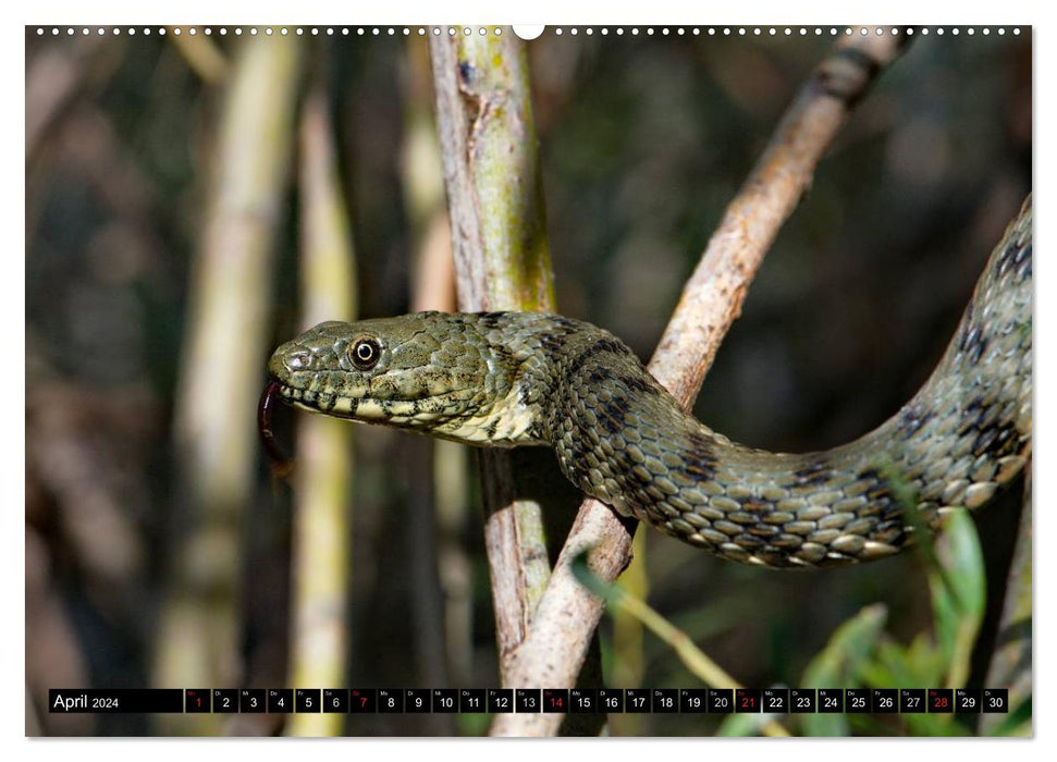 Einheimische Schlangen ganz nah (CALVENDO Premium Wandkalender 2024)