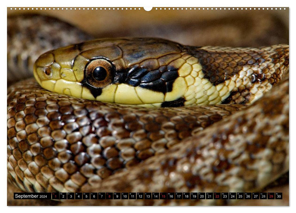 Einheimische Schlangen ganz nah (CALVENDO Premium Wandkalender 2024)