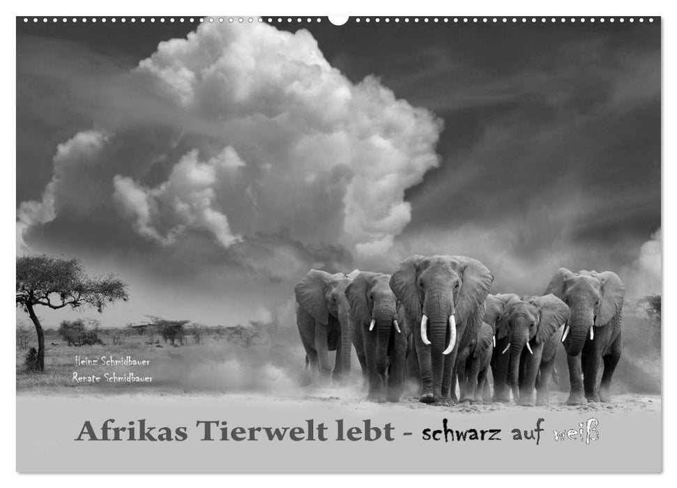 Africa's wildlife is alive - black on white (CALVENDO wall calendar 2024) 