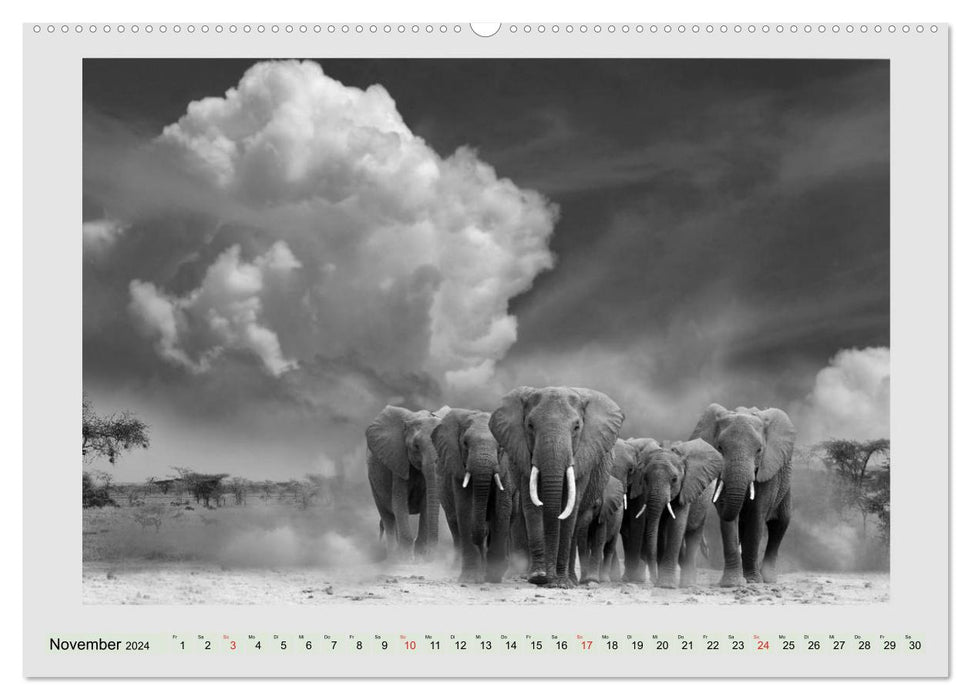 Africa's wildlife is alive - black on white (CALVENDO wall calendar 2024) 