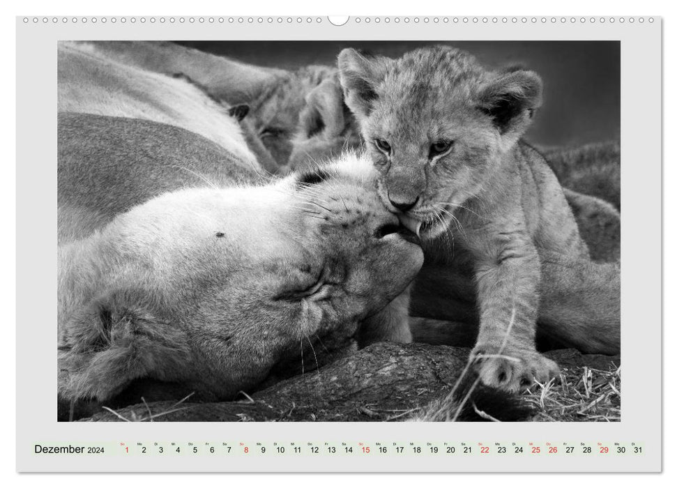 Africa's wildlife is alive - black on white (CALVENDO wall calendar 2024) 