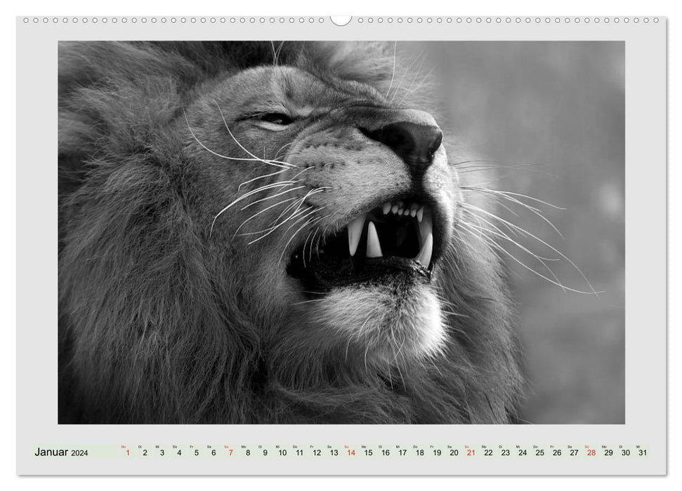 Africa's wildlife is alive - black on white (CALVENDO wall calendar 2024) 