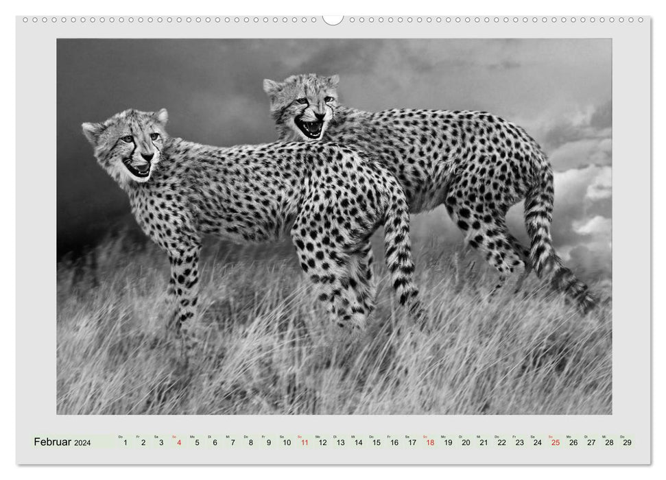 Africa's wildlife is alive - black on white (CALVENDO wall calendar 2024) 