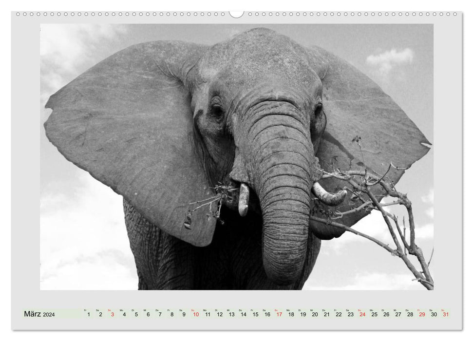 Africa's wildlife is alive - black on white (CALVENDO wall calendar 2024) 