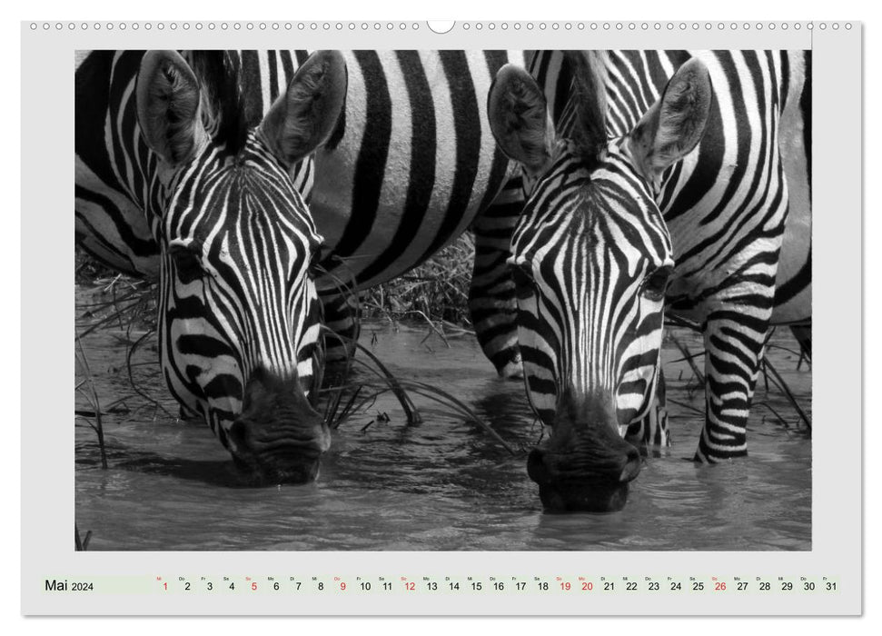 Africa's wildlife is alive - black on white (CALVENDO wall calendar 2024) 