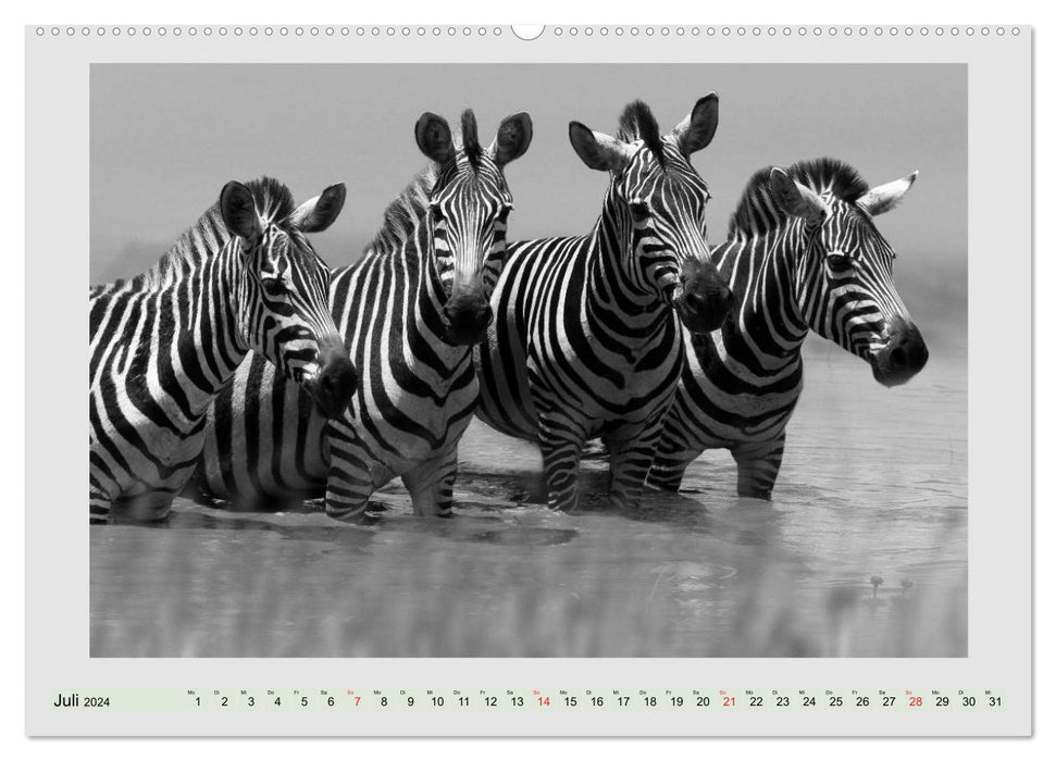 La faune africaine est vivante – noir sur blanc (calendrier mural CALVENDO 2024) 