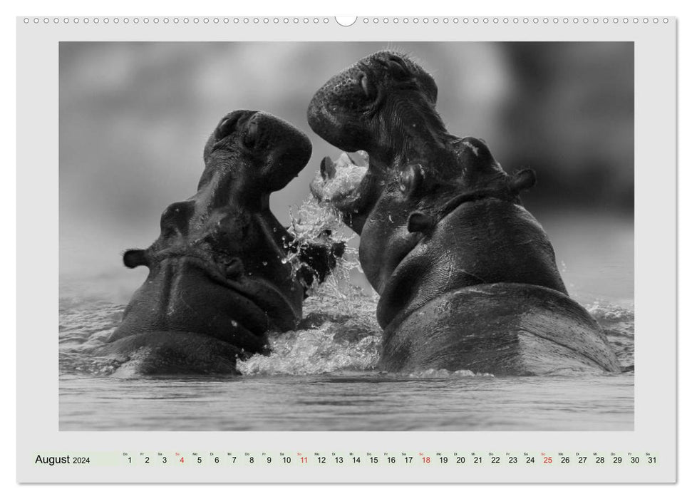 Africa's wildlife is alive - black on white (CALVENDO wall calendar 2024) 