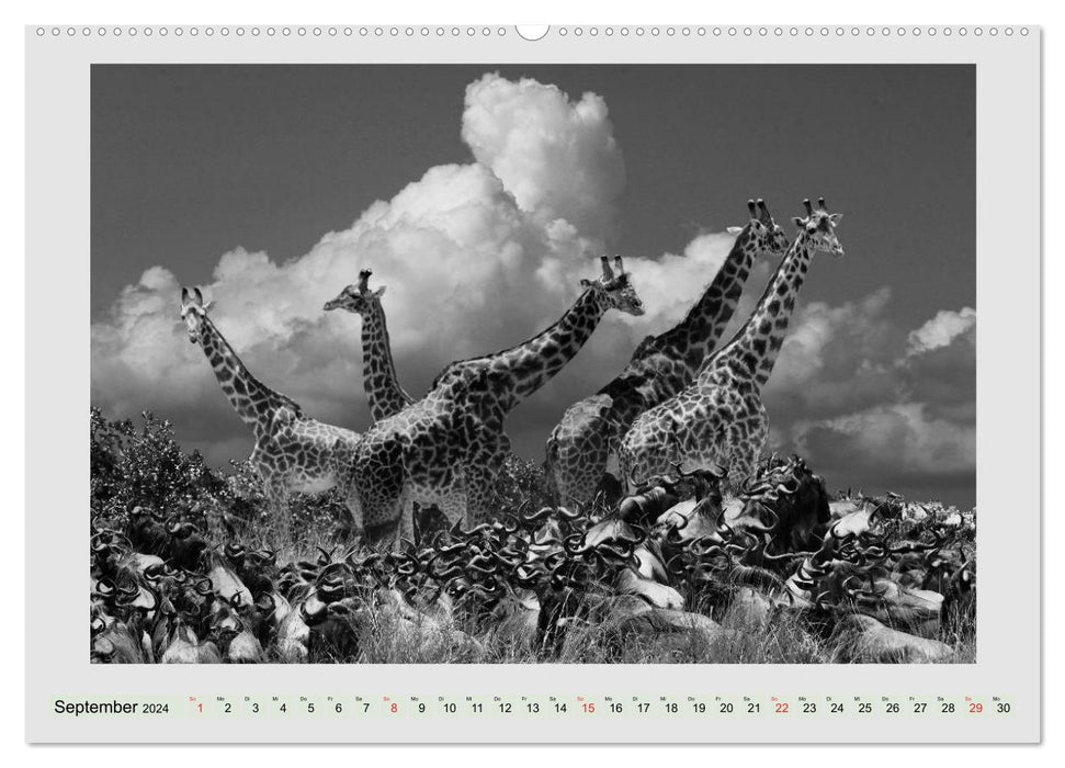 Africa's wildlife is alive - black on white (CALVENDO wall calendar 2024) 