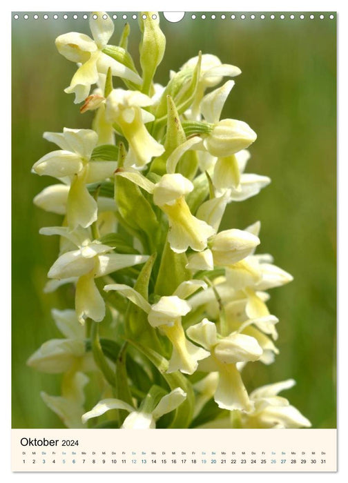 Einheimische Orchideen (CALVENDO Wandkalender 2024)