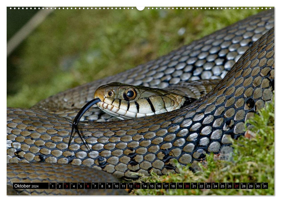 Serpents indigènes de près (Calendrier mural CALVENDO 2024) 