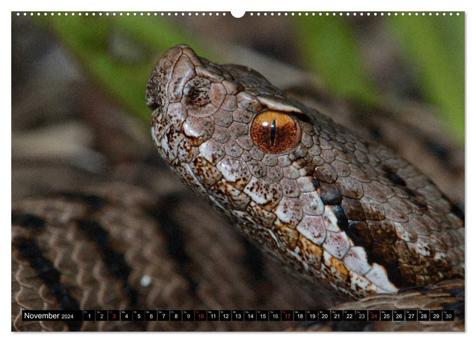 Serpents indigènes de près (Calendrier mural CALVENDO 2024) 