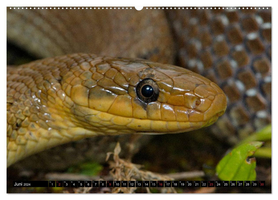 Native snakes up close (CALVENDO wall calendar 2024) 