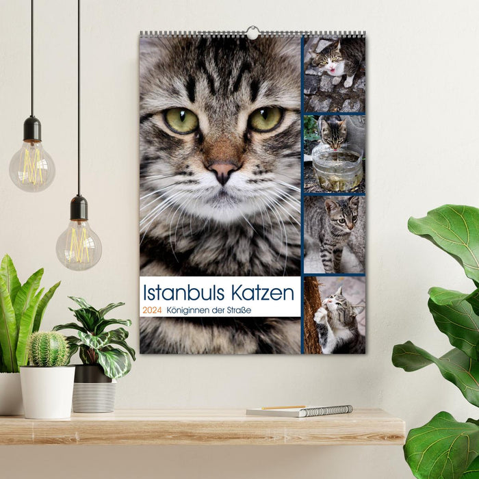 Les chats d'Istanbul (Calendrier mural CALVENDO 2024) 