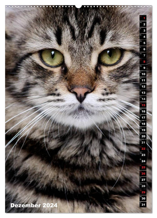 Istanbul's Cats (CALVENDO Wall Calendar 2024) 