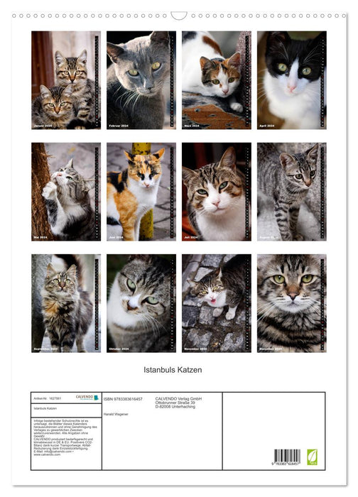Istanbul's Cats (CALVENDO Wall Calendar 2024) 