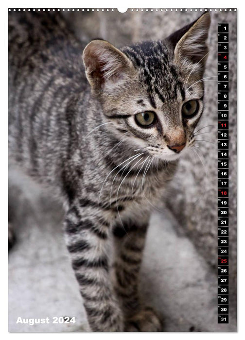 Istanbul's Cats (CALVENDO Wall Calendar 2024) 