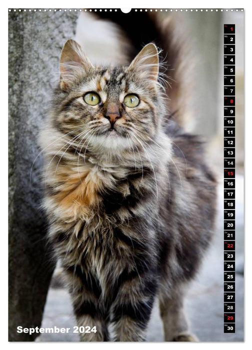 Istanbul's Cats (CALVENDO Wall Calendar 2024) 