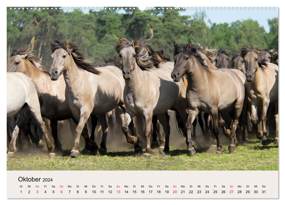Dülmen wild horses (CALVENDO wall calendar 2024) 