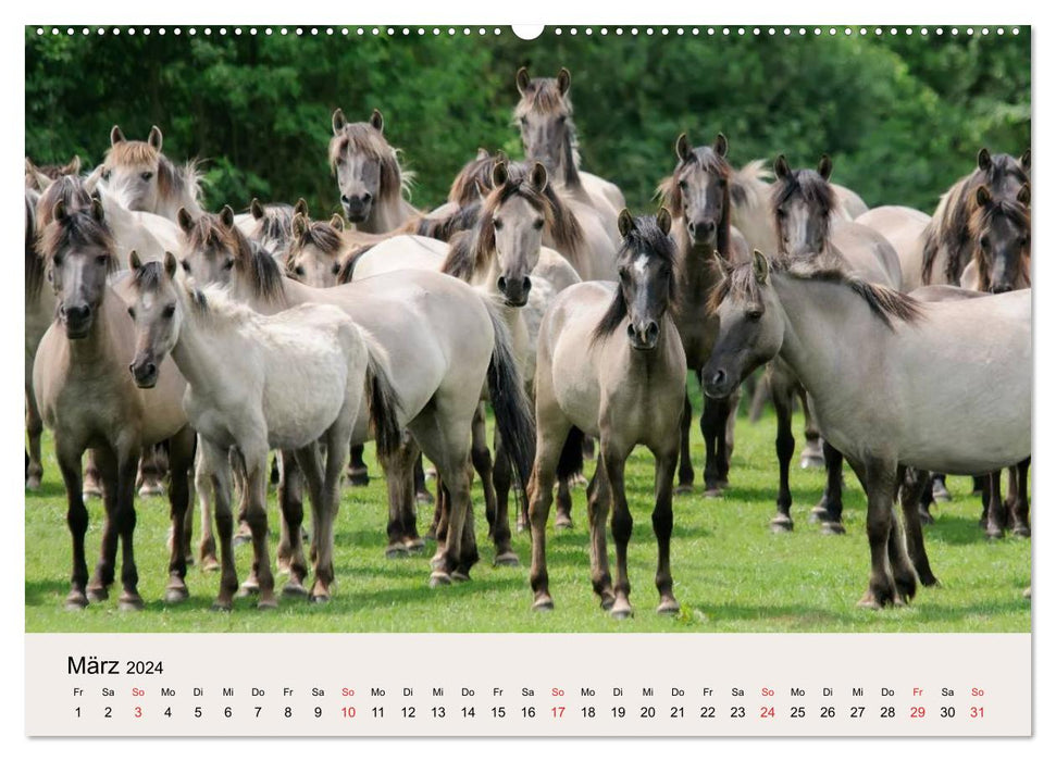 Dülmener Wildpferde (CALVENDO Wandkalender 2024)