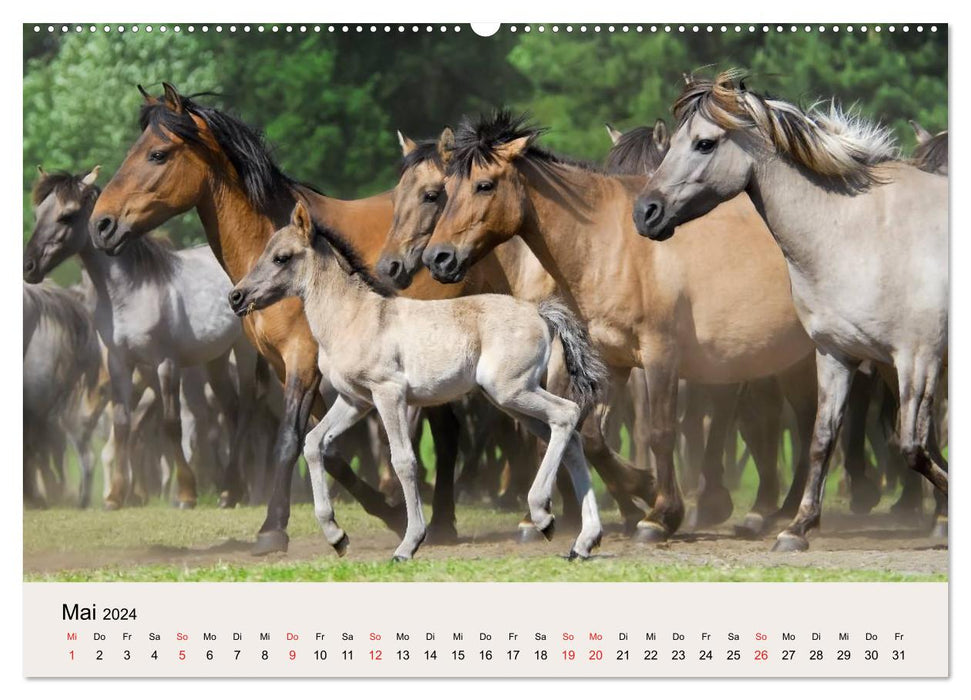 Dülmener Wildpferde (CALVENDO Wandkalender 2024)