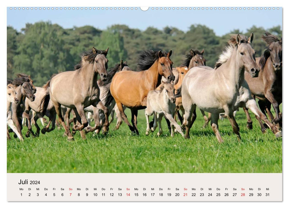 Chevaux sauvages de Dülmen (calendrier mural CALVENDO 2024) 