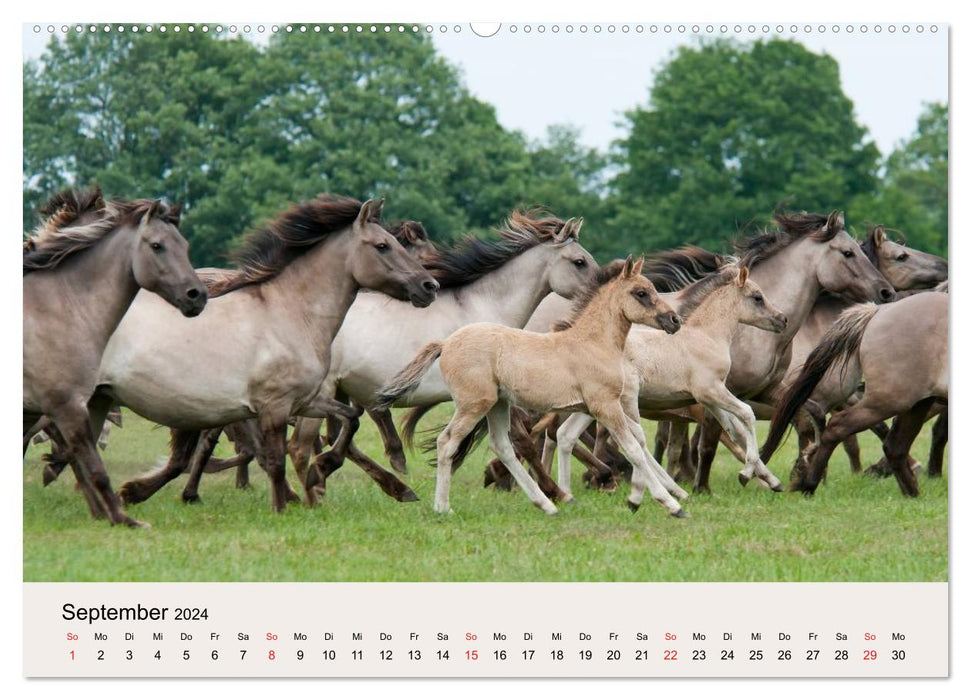 Dülmen wild horses (CALVENDO wall calendar 2024) 