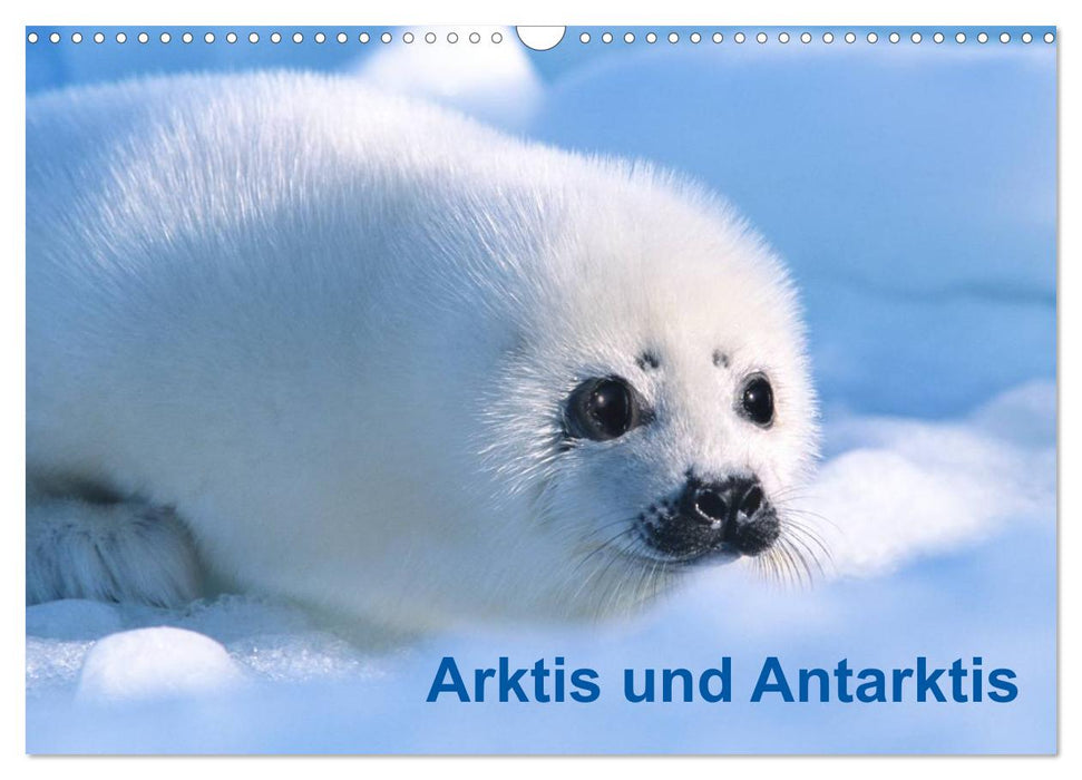 Arktis und Antarktis (CALVENDO Wandkalender 2024)