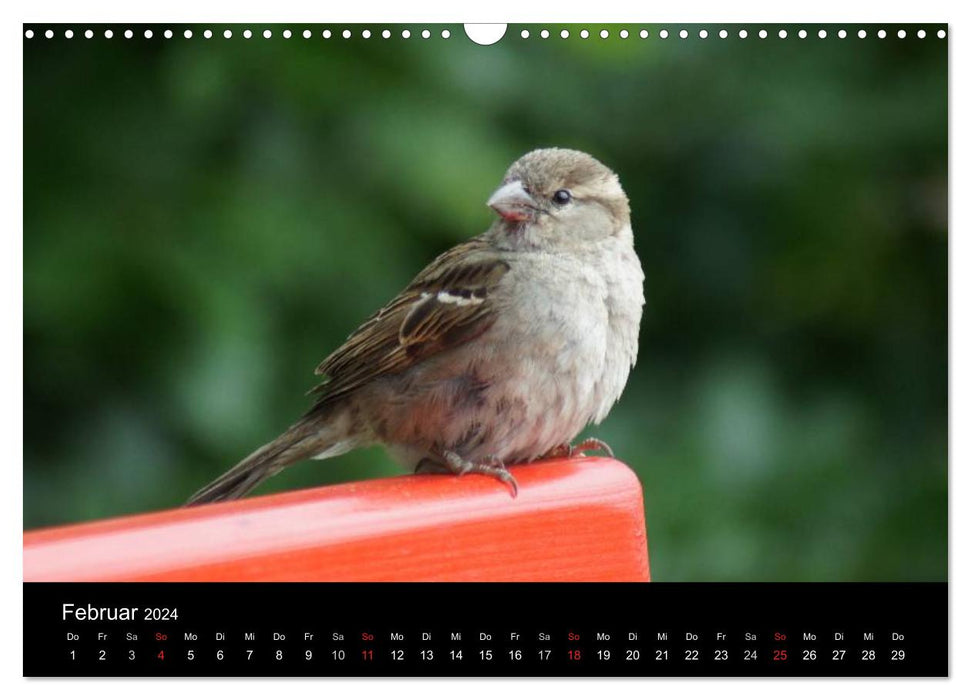 Freche Spatzen (CALVENDO Wandkalender 2024)