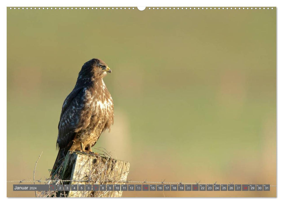 INNE BOTANIK - Vögel im Ruhrpott (CALVENDO Premium Wandkalender 2024)