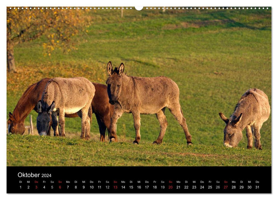 Idylle champêtre 2024 (Calendrier mural CALVENDO 2024) 