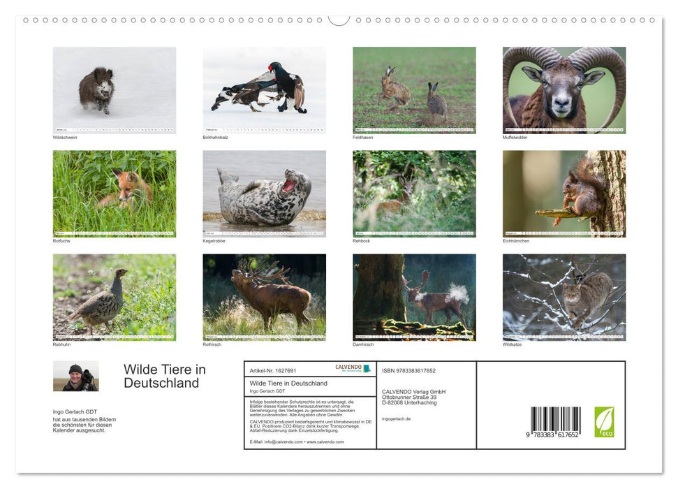 Emotional moments: Wild animals in Germany (CALVENDO Premium Wall Calendar 2024) 