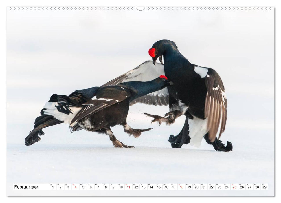 Moments d'émotion : Animaux sauvages en Allemagne (Calendrier mural CALVENDO Premium 2024) 