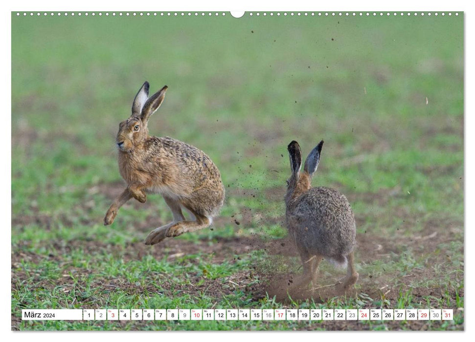 Emotional moments: Wild animals in Germany (CALVENDO Premium Wall Calendar 2024) 