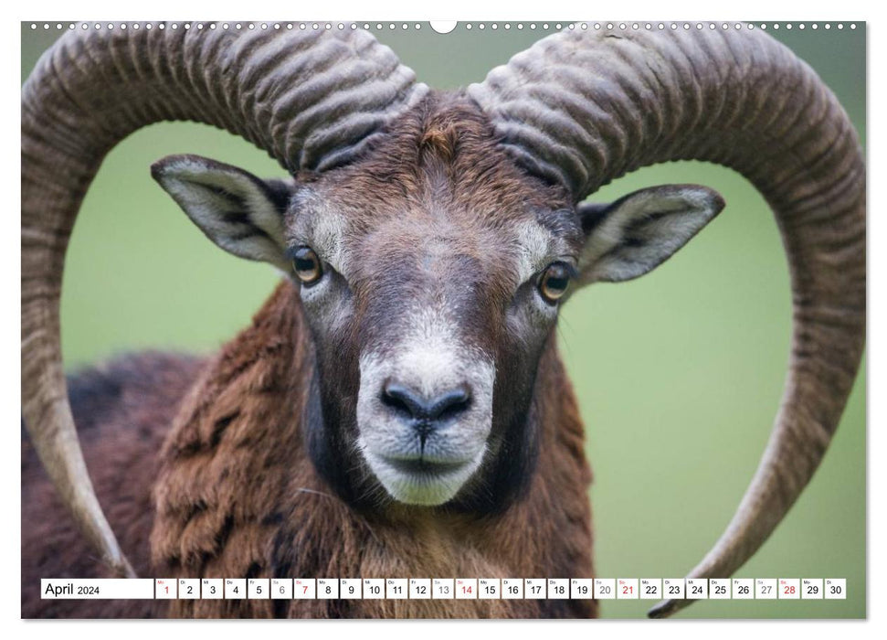 Emotionale Momente: Wilde Tiere in Deutschland (CALVENDO Premium Wandkalender 2024)