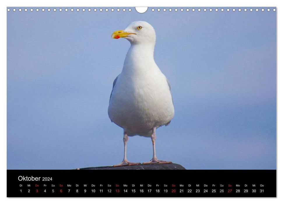 À la mer du Nord (calendrier mural CALVENDO 2024) 