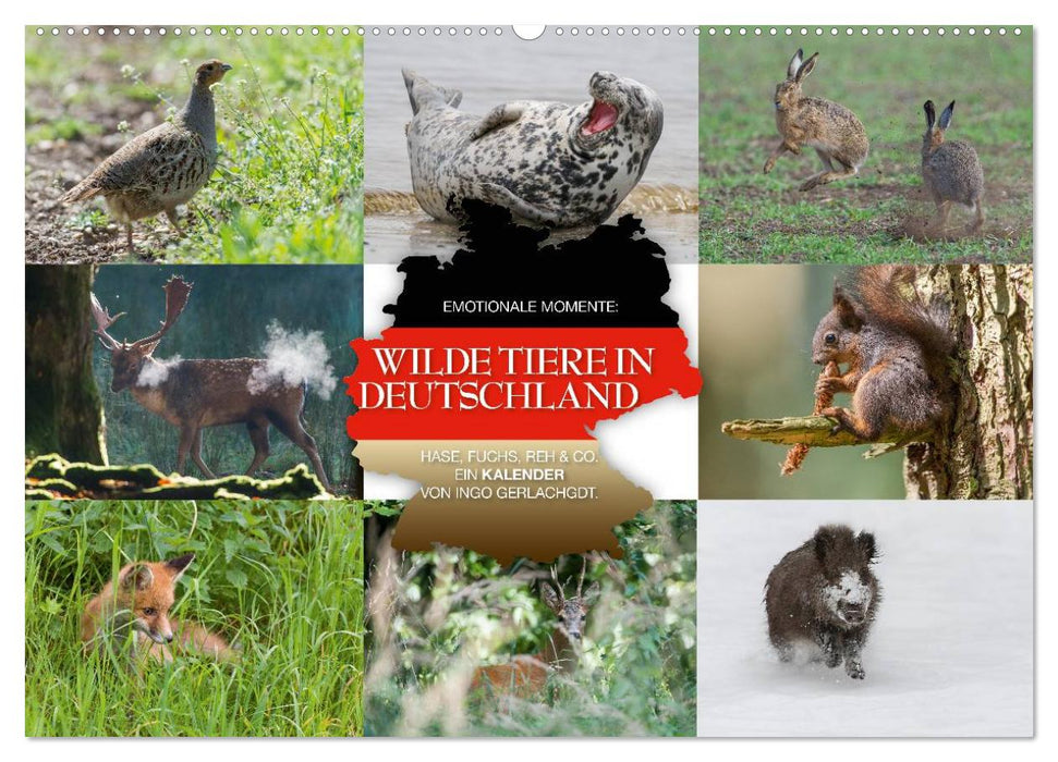 Emotionale Momente: Wilde Tiere in Deutschland (CALVENDO Wandkalender 2024)