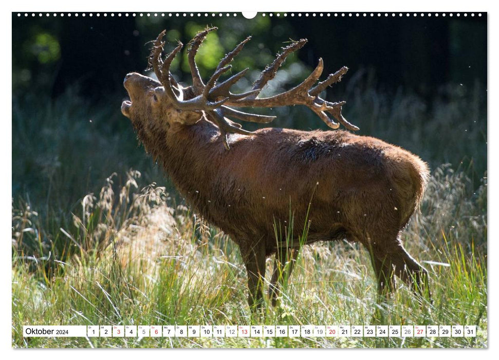 Emotional moments: Wild animals in Germany (CALVENDO wall calendar 2024) 