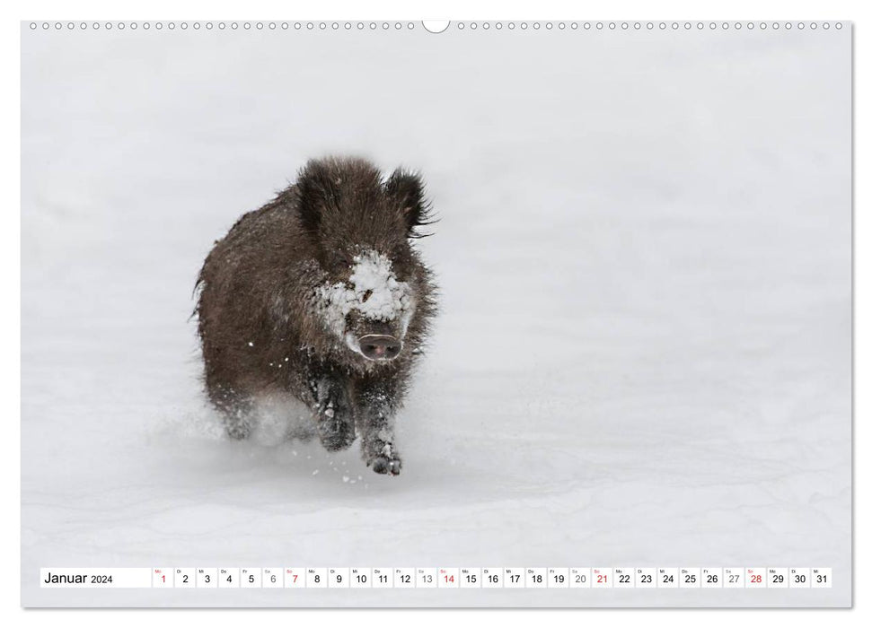 Emotional moments: Wild animals in Germany (CALVENDO wall calendar 2024) 