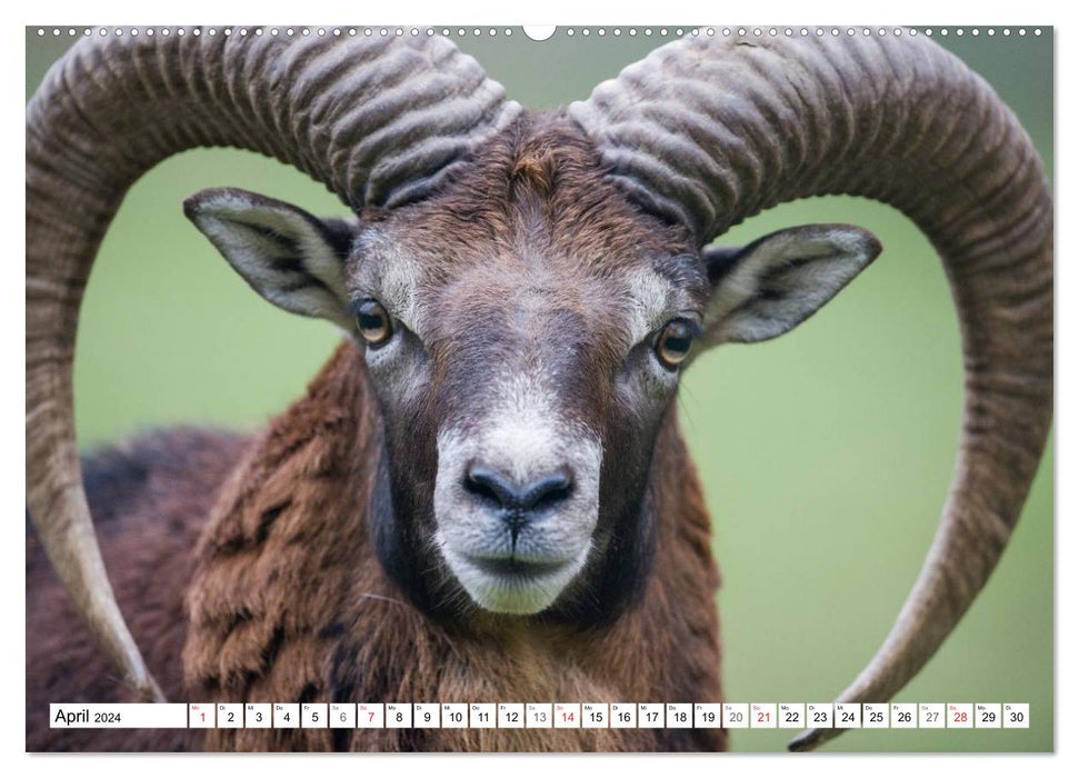 Emotionale Momente: Wilde Tiere in Deutschland (CALVENDO Wandkalender 2024)