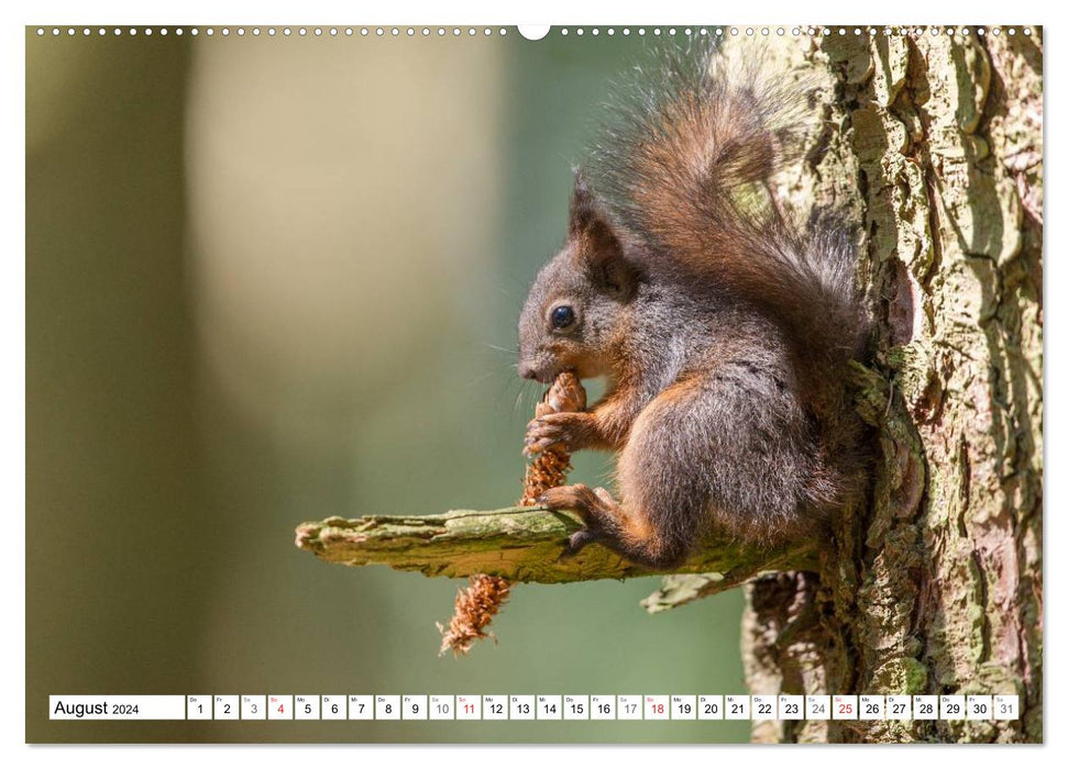 Emotional moments: Wild animals in Germany (CALVENDO wall calendar 2024) 