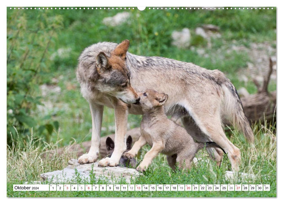 Emotional moments: Predators in Germany (CALVENDO wall calendar 2024) 