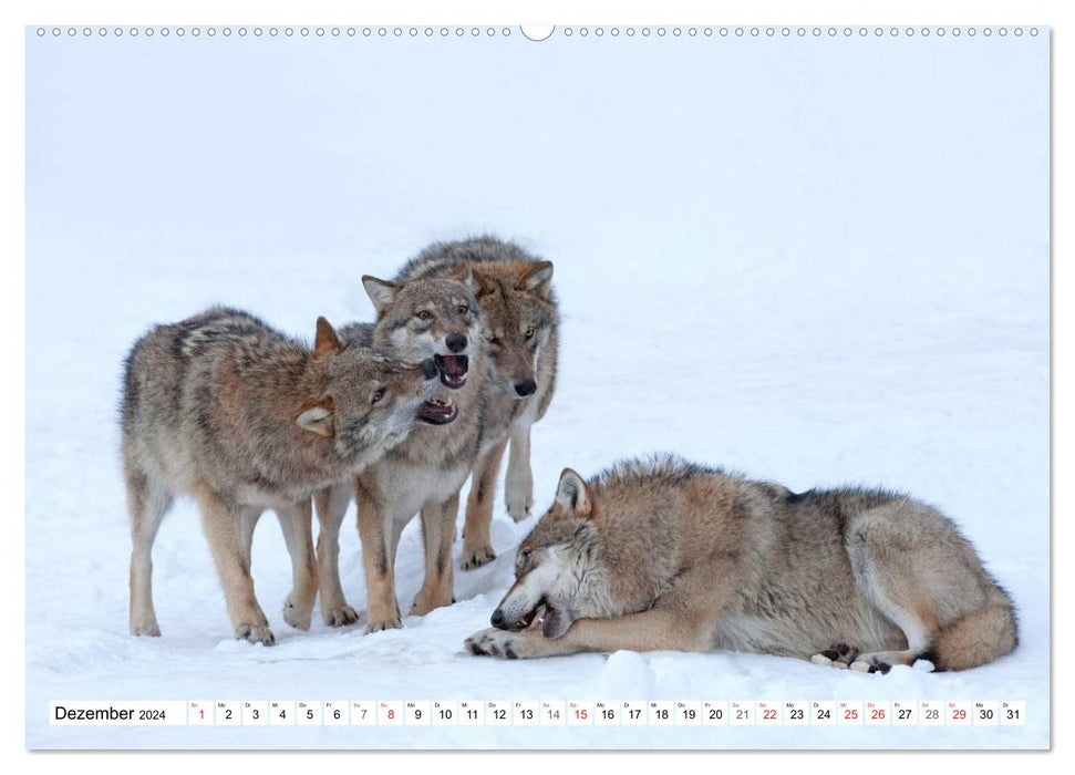 Emotional moments: Predators in Germany (CALVENDO wall calendar 2024) 