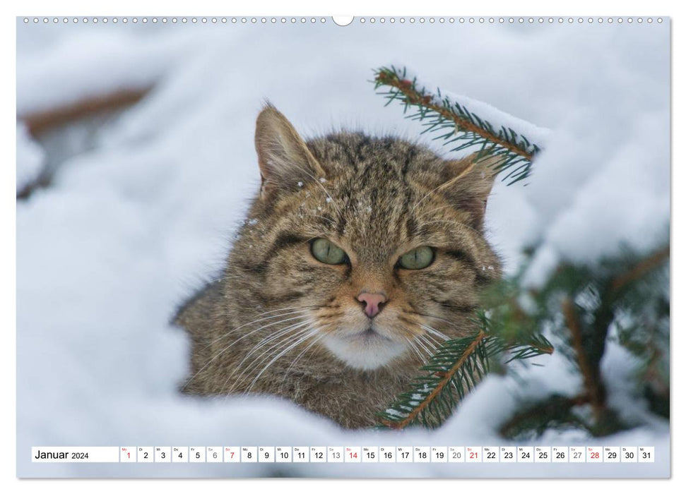 Emotionale Momente: Raubtiere in Deutschland (CALVENDO Wandkalender 2024)