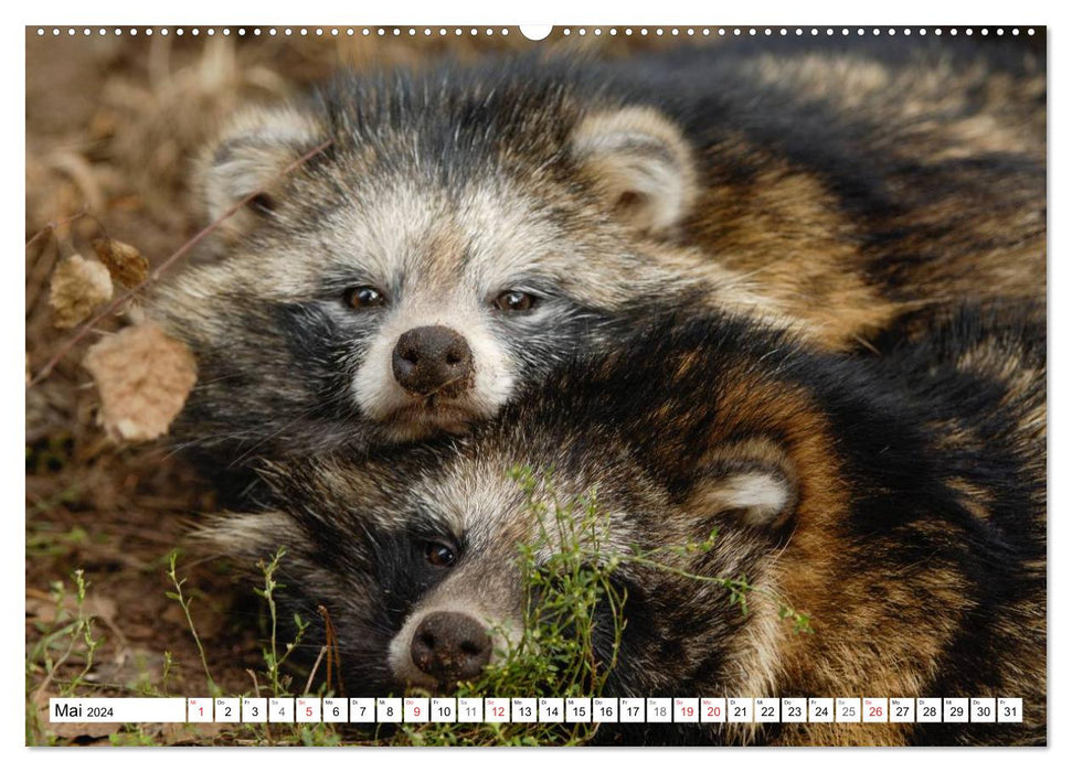 Emotional moments: Predators in Germany (CALVENDO wall calendar 2024) 