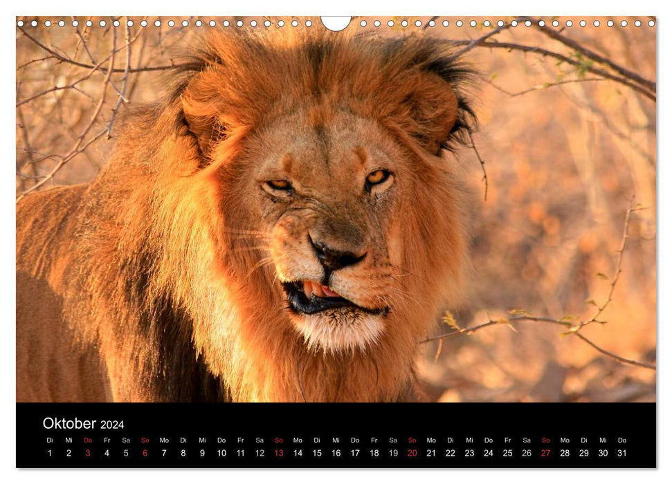 Afrikas Raubkatzen (CALVENDO Wandkalender 2024)