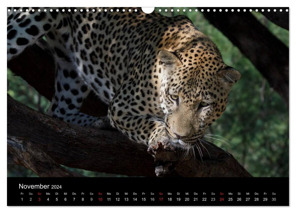Africa's big cats (CALVENDO wall calendar 2024) 